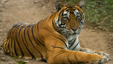 Ranthambore National Park