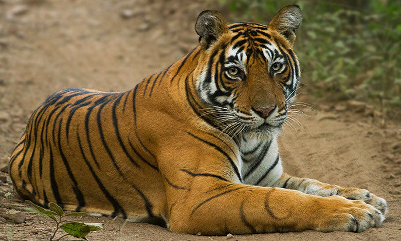 Ranthambore National Park