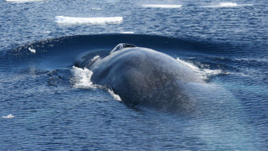 Blue Whale