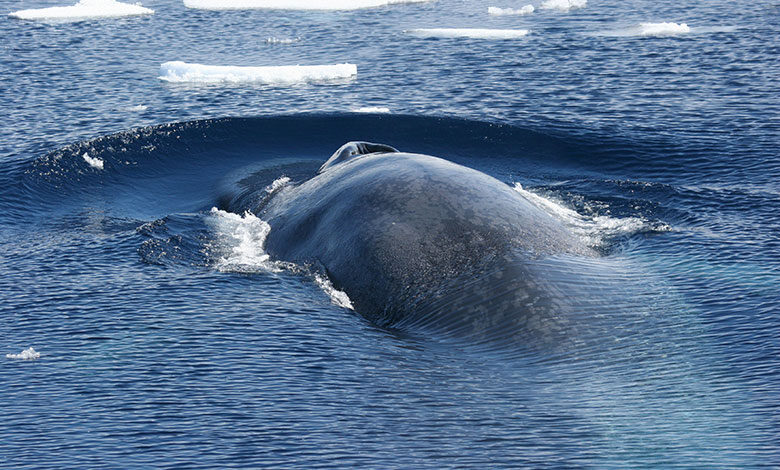 Blue Whale