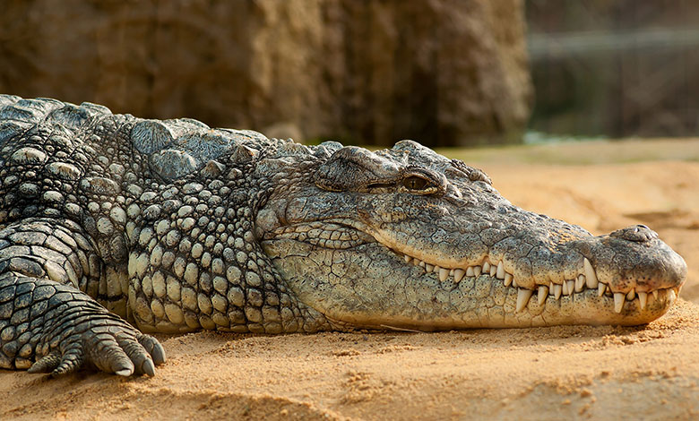 Crocodile