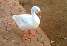 Duck