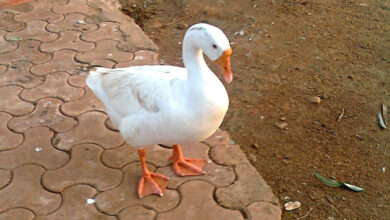 Duck