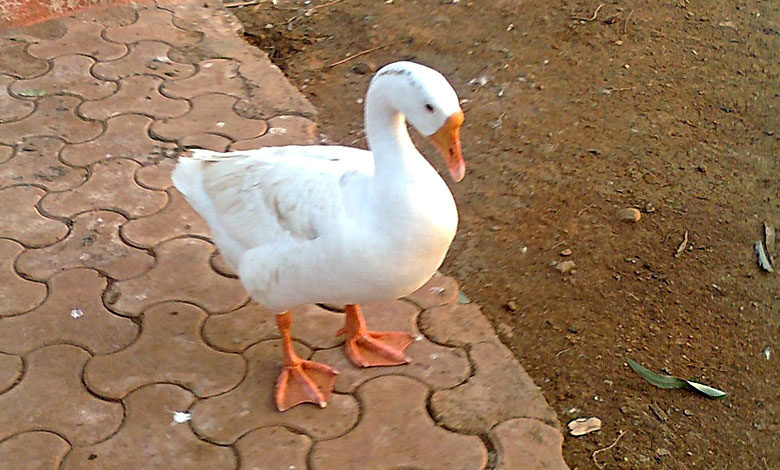 Duck