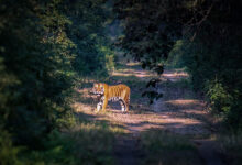 Dudhwa National Park