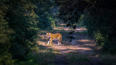 Dudhwa National Park