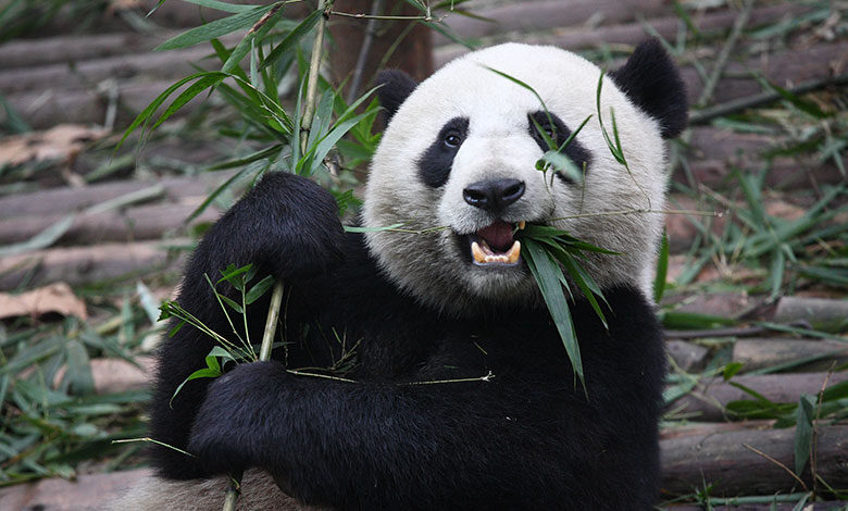 Giant Panda