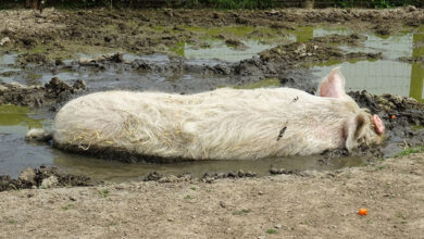 Pig