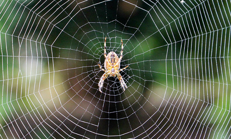 Spider Web