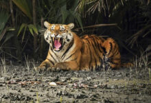Sundarbans