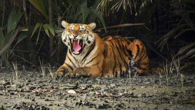 Sundarbans