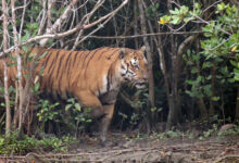 Sundarbans