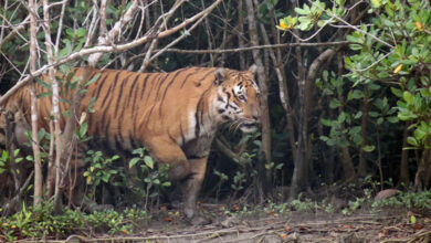 Sundarbans