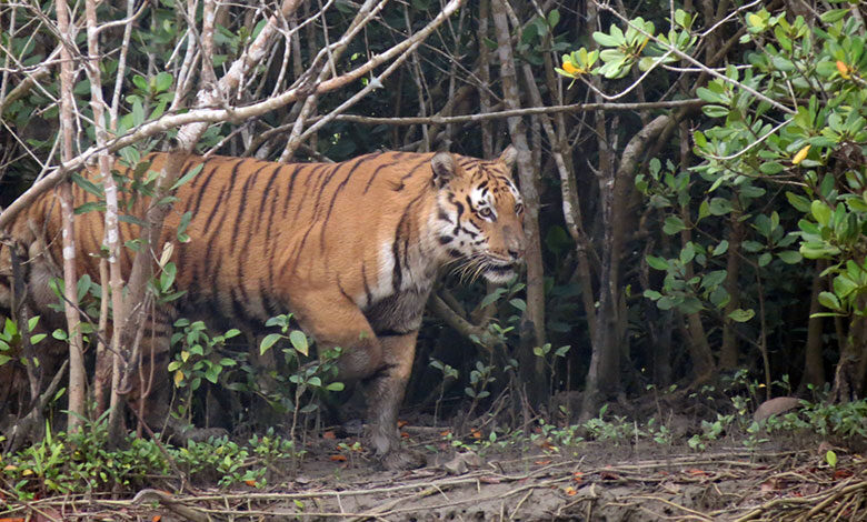 Sundarbans