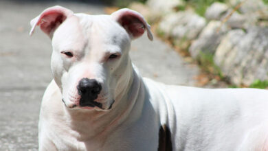 Dogo Argentino