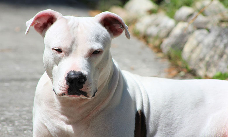 Dogo Argentino