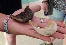 Edible-nest Swiftlet