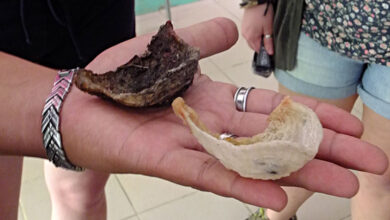 Edible-nest Swiftlet