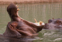 Hippopotamus