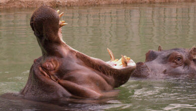 Hippopotamus