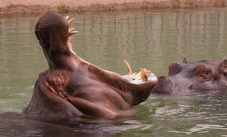 Hippopotamus