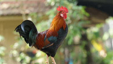 Rooster