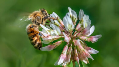 Bee