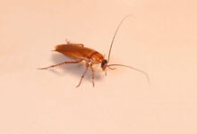 Cockroach
