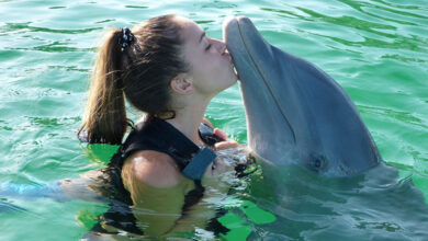 Dolphin
