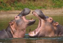 Hippopotamus