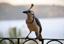 Magpie