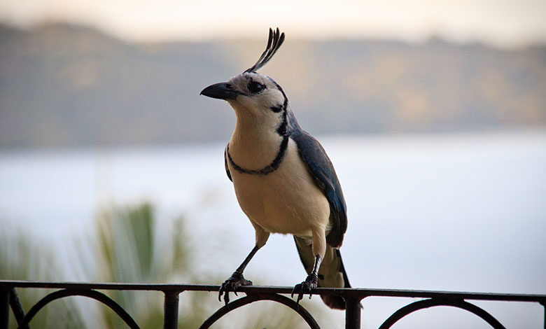 Magpie