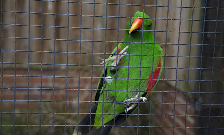 Parrot