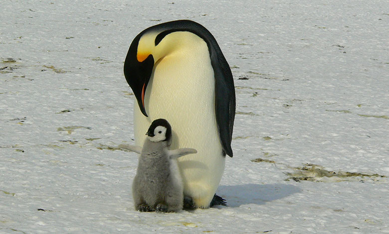 Penguin