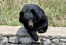 Bear