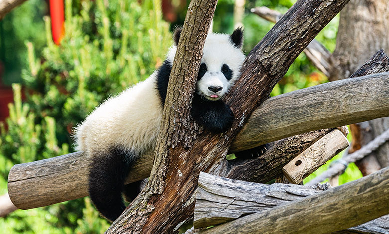 Giant Panda