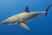 Shark