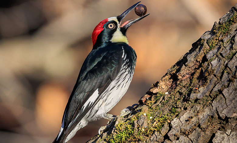 Woodpecker