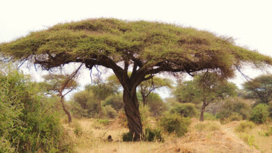 Acacia