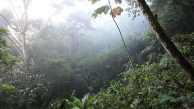 Amazon Rainforest