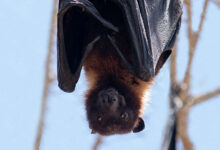 Bat