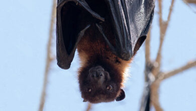 Bat