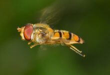 Bee