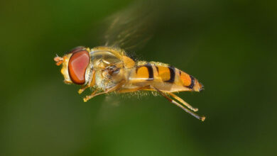 Bee