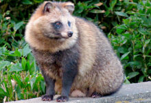 Common Raccoon Dog
