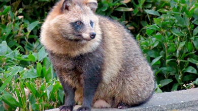 Common Raccoon Dog