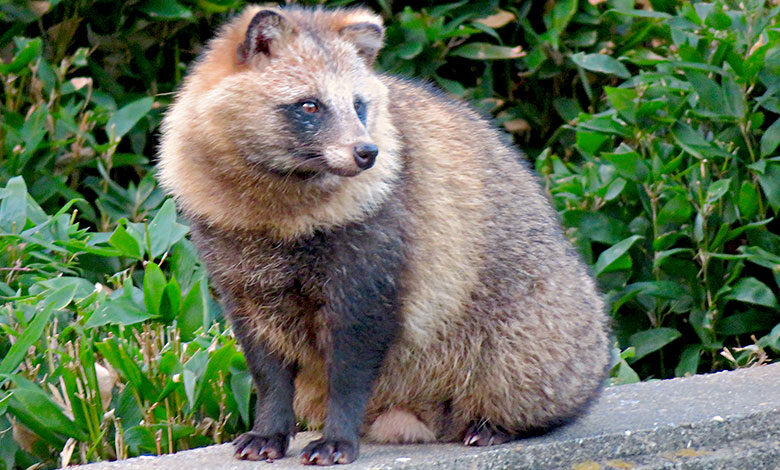 Common Raccoon Dog