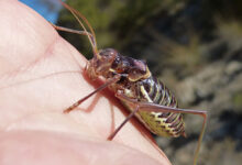 Cricket