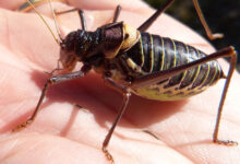 Cricket