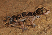 Cyrtodactylus Chengodumalaensis